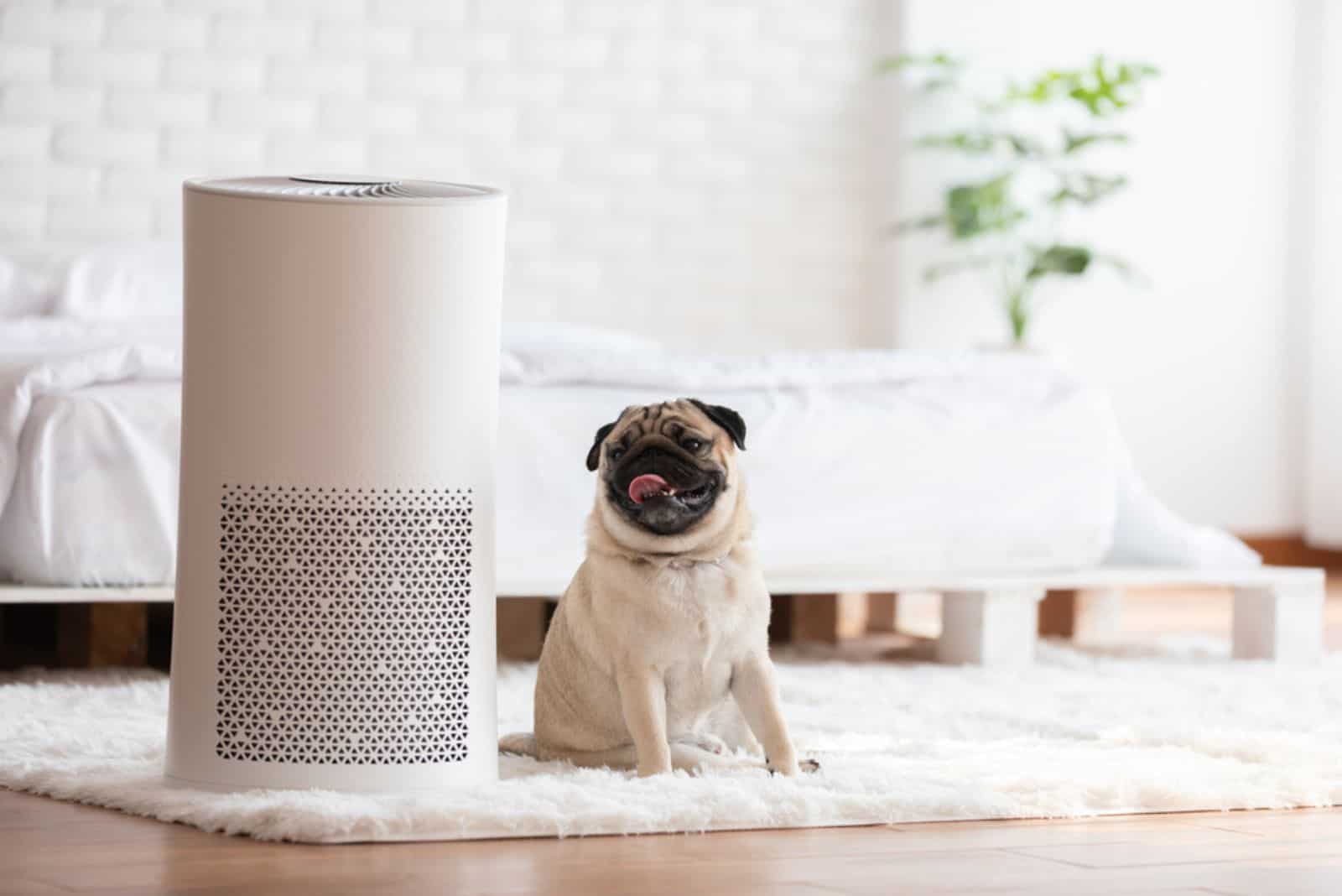 pug sitting on the carpet beside air purifier