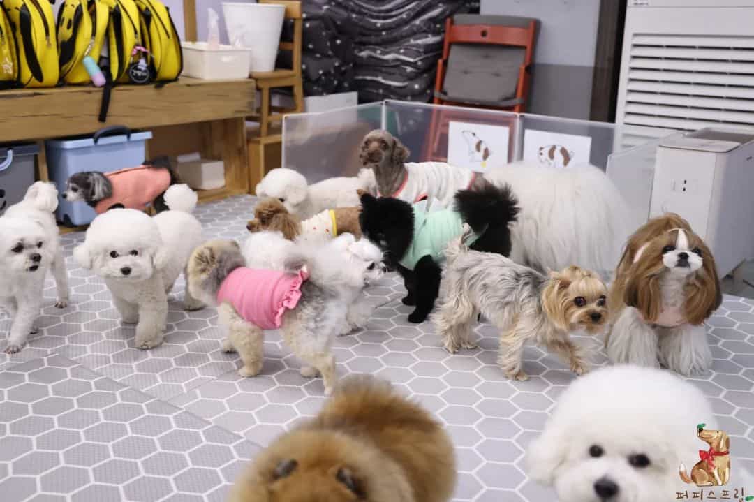 puppies at daycare