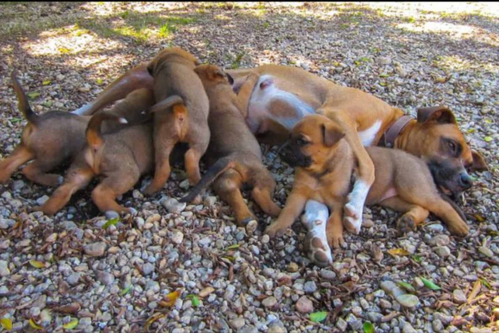 puppies climbing on their mom while she resting on the ground