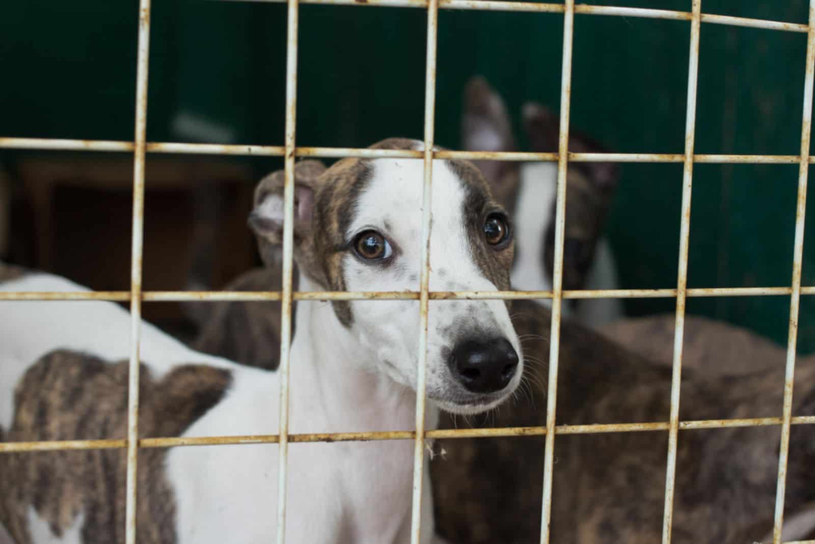 puppies in a cage looking sad