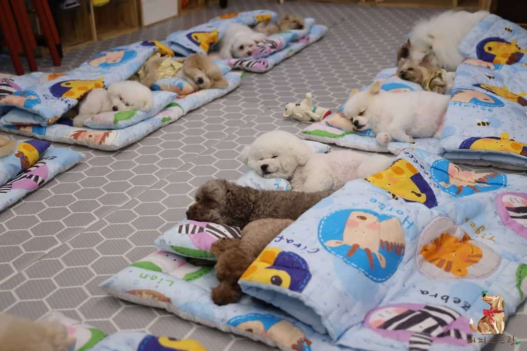 puppies sleeping at daycare
