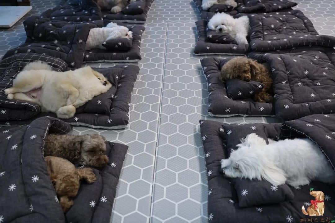puppies sleeping during naptime at daycare