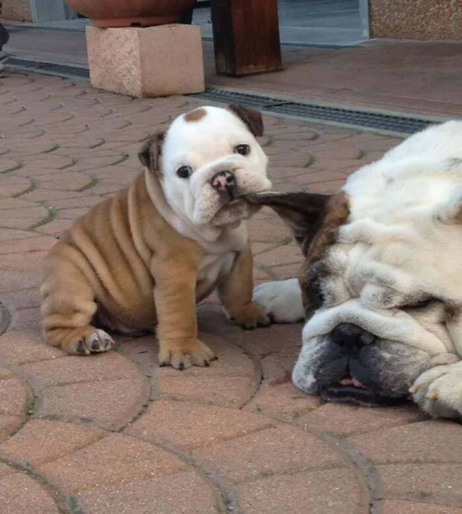 puppy bites his mother's ear while she resting on the floor