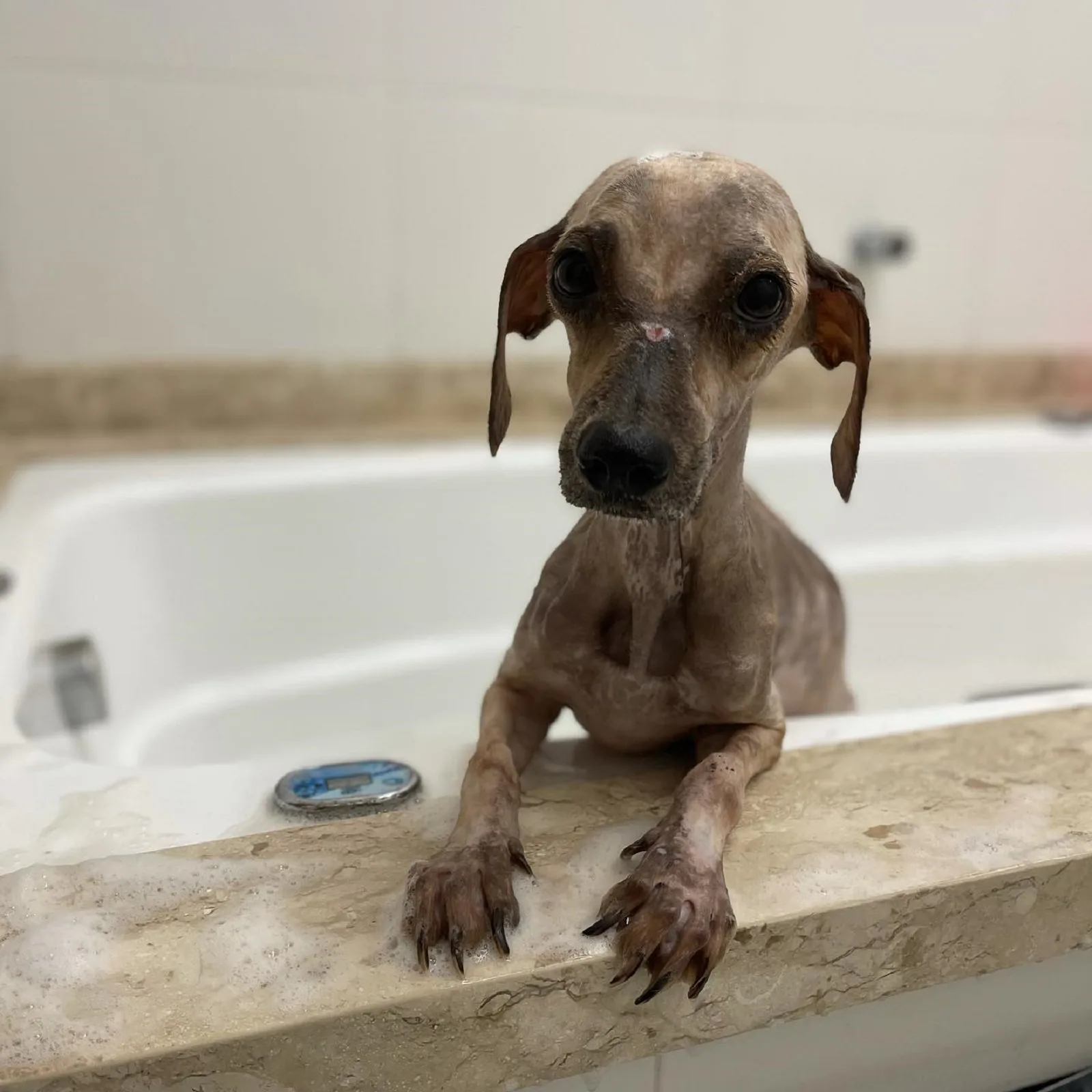 puppy in a bathtub after his first bath