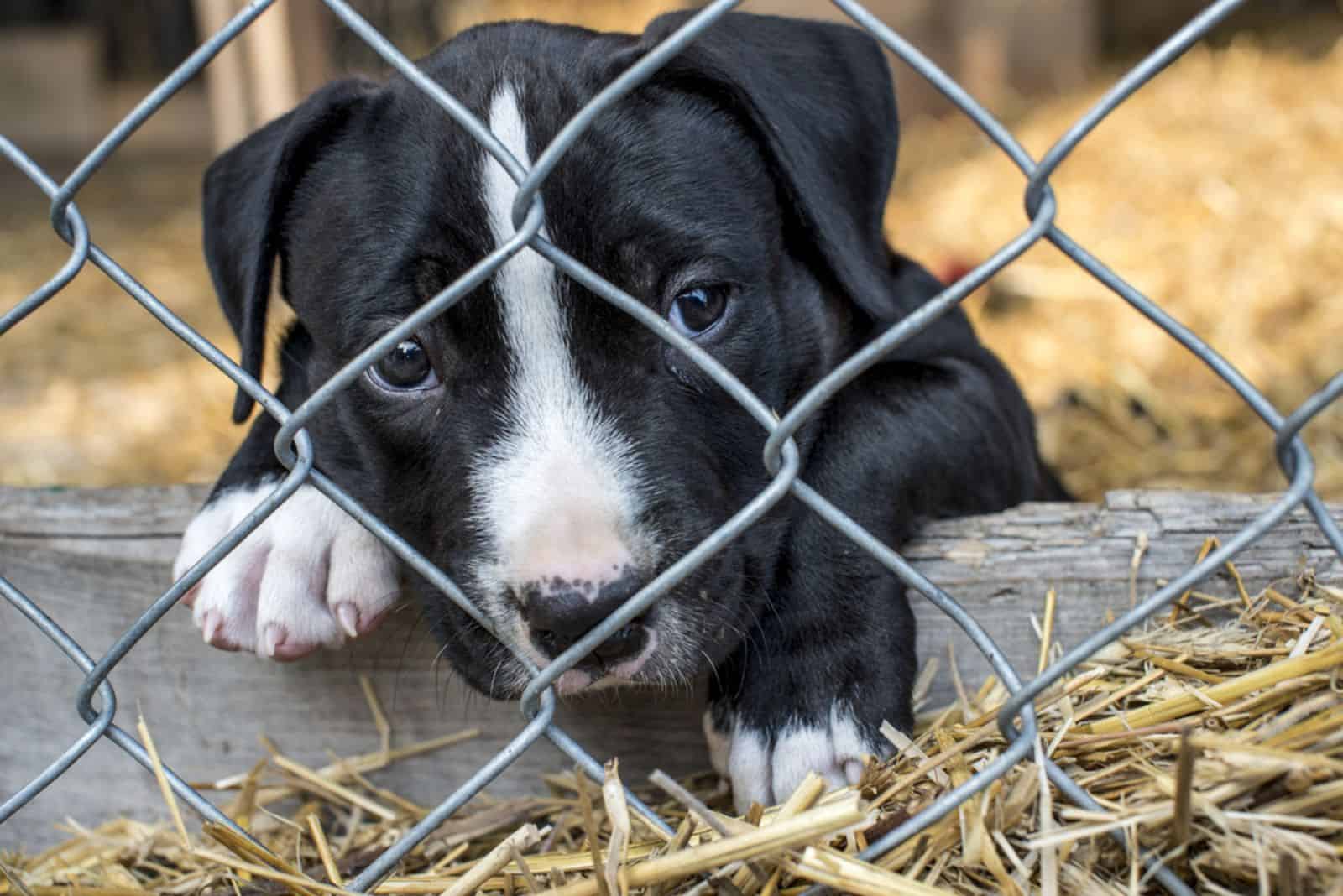 puppy in a cage looking sad