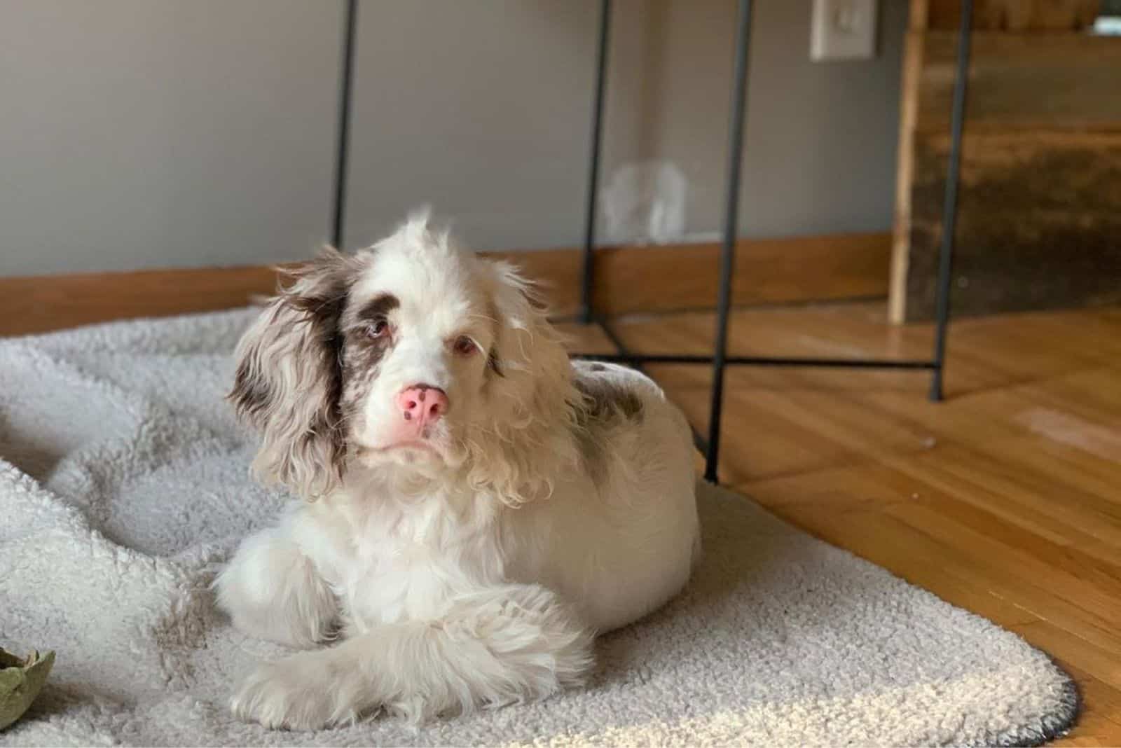 puppy laying on the carpet