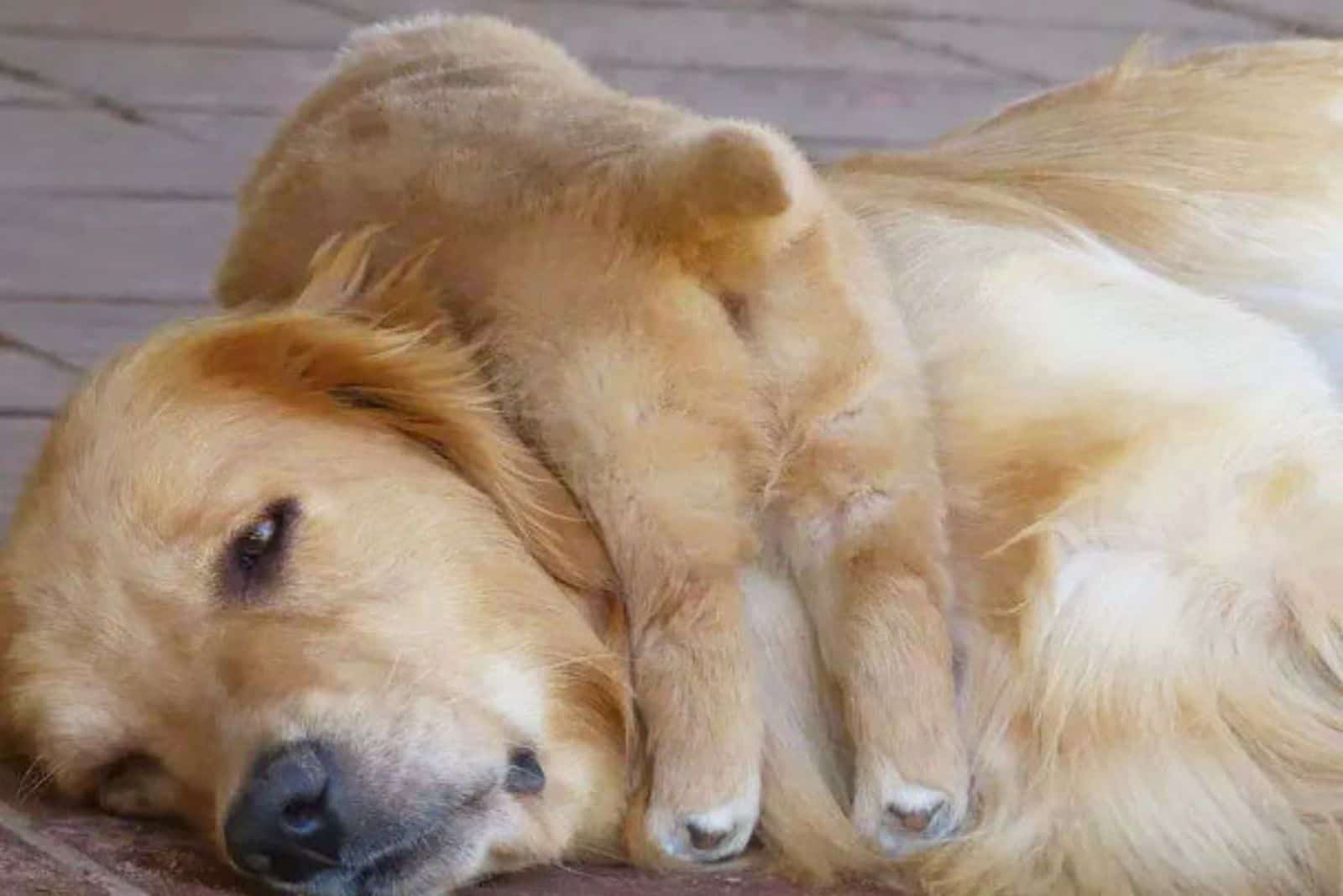 puppy lying on his mom outdoors