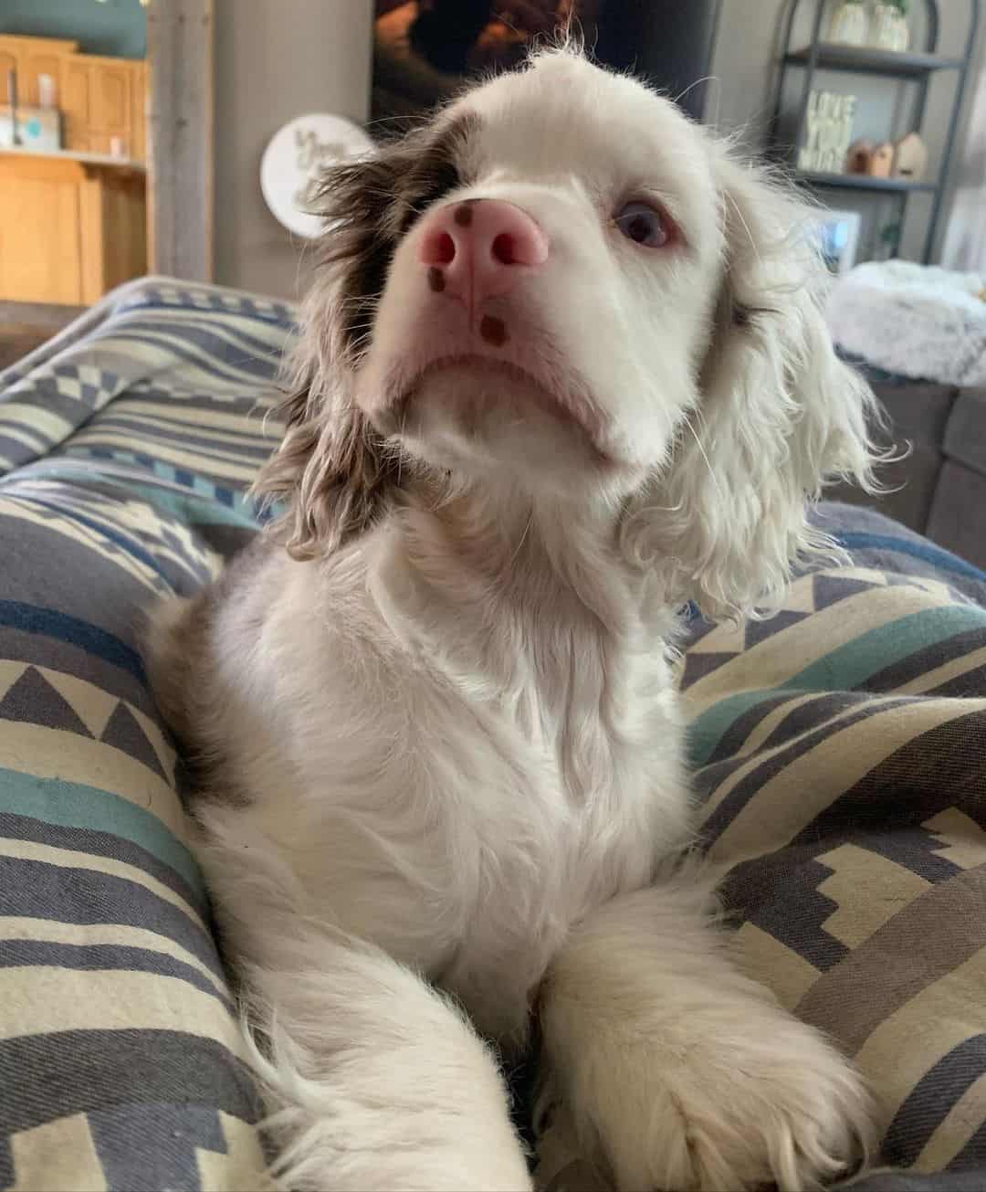 puppy on the bed