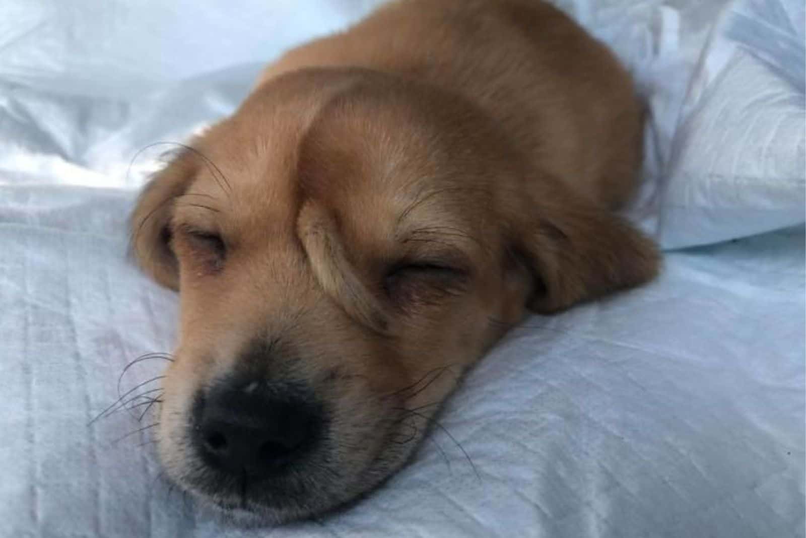 puppy with a unicorn tail sleeping on the bed