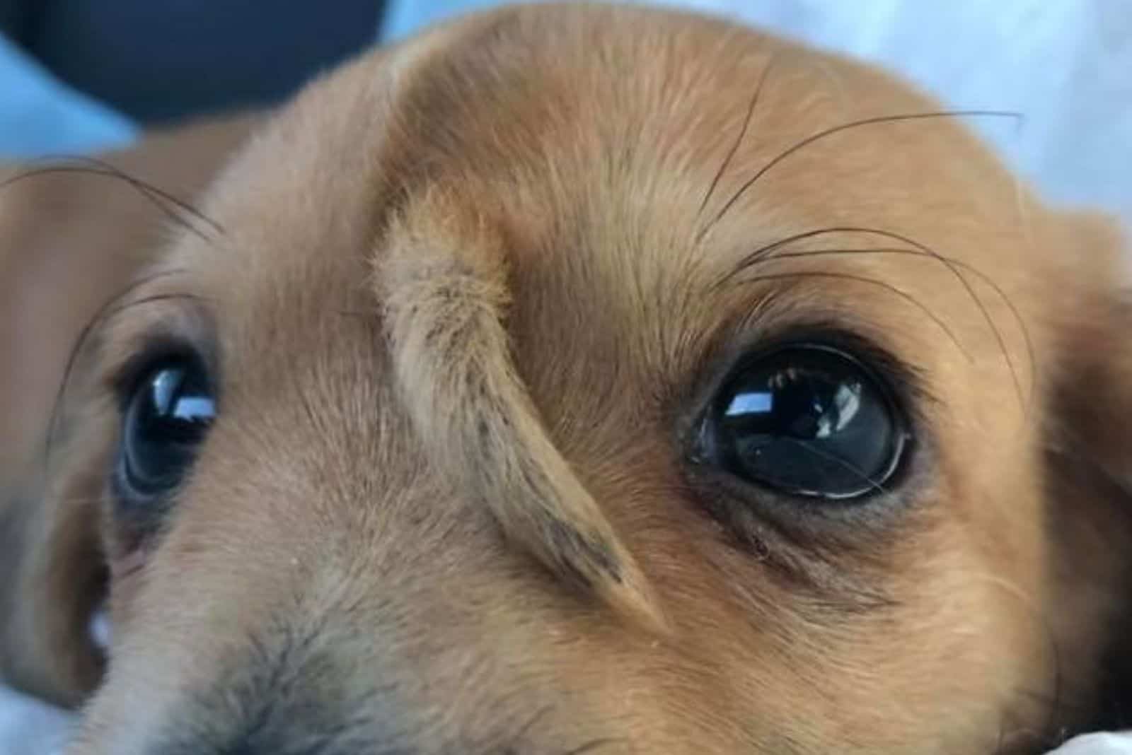 puppy with a unicorn tail on his forehead