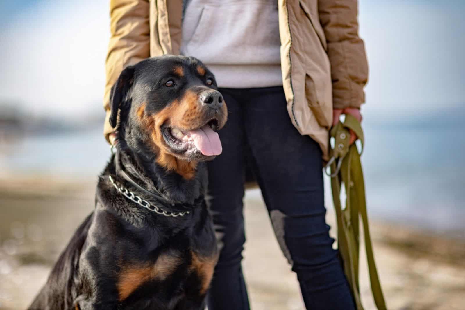 rottweiler dog sitting beside his owner on the beach