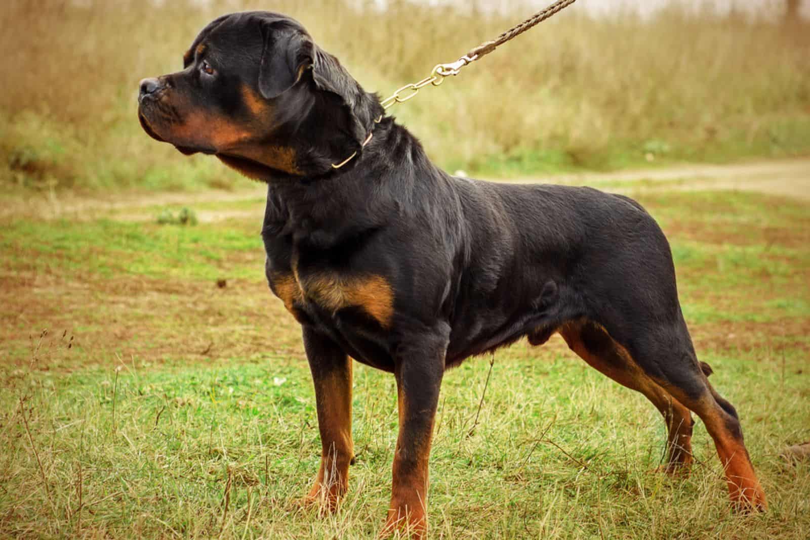 rottweiler dog on a leash in the park