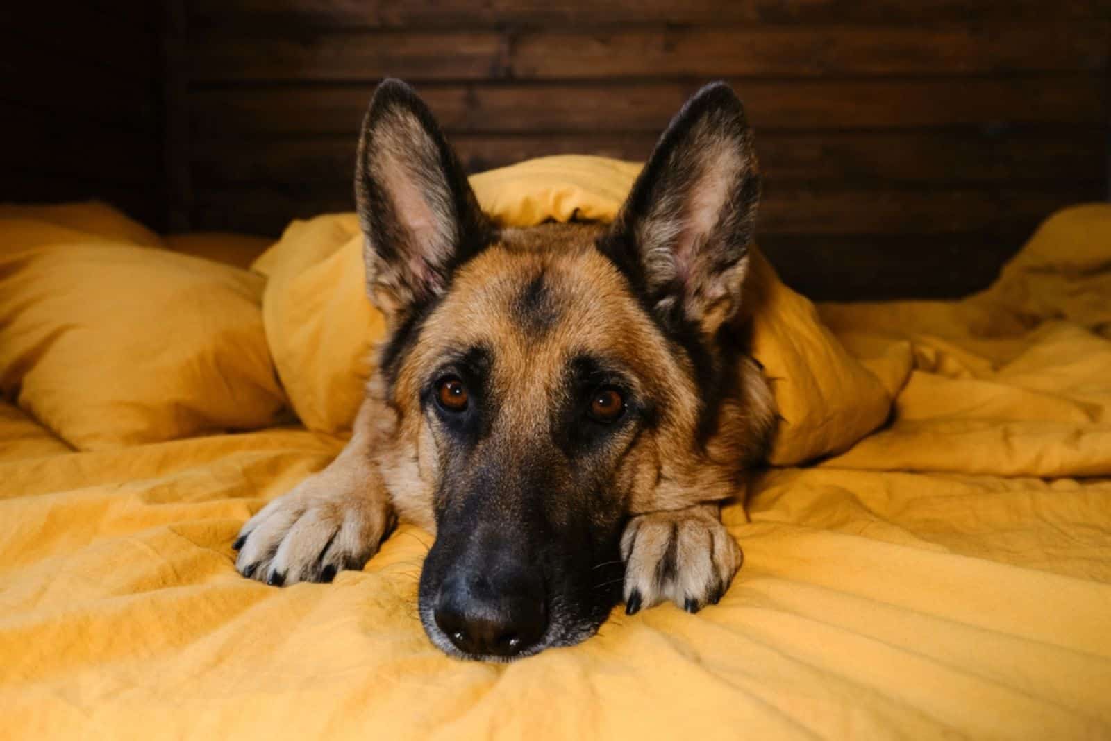sad german shepherd dog lying on the bed