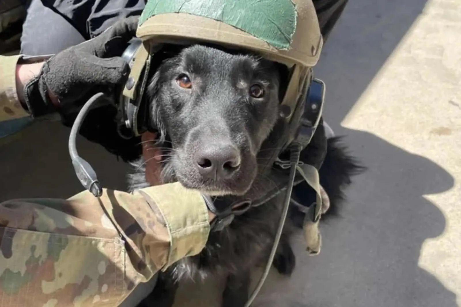 scout dog with helmet on his head