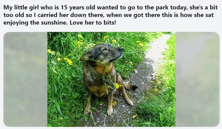 senior dog enjoys the park