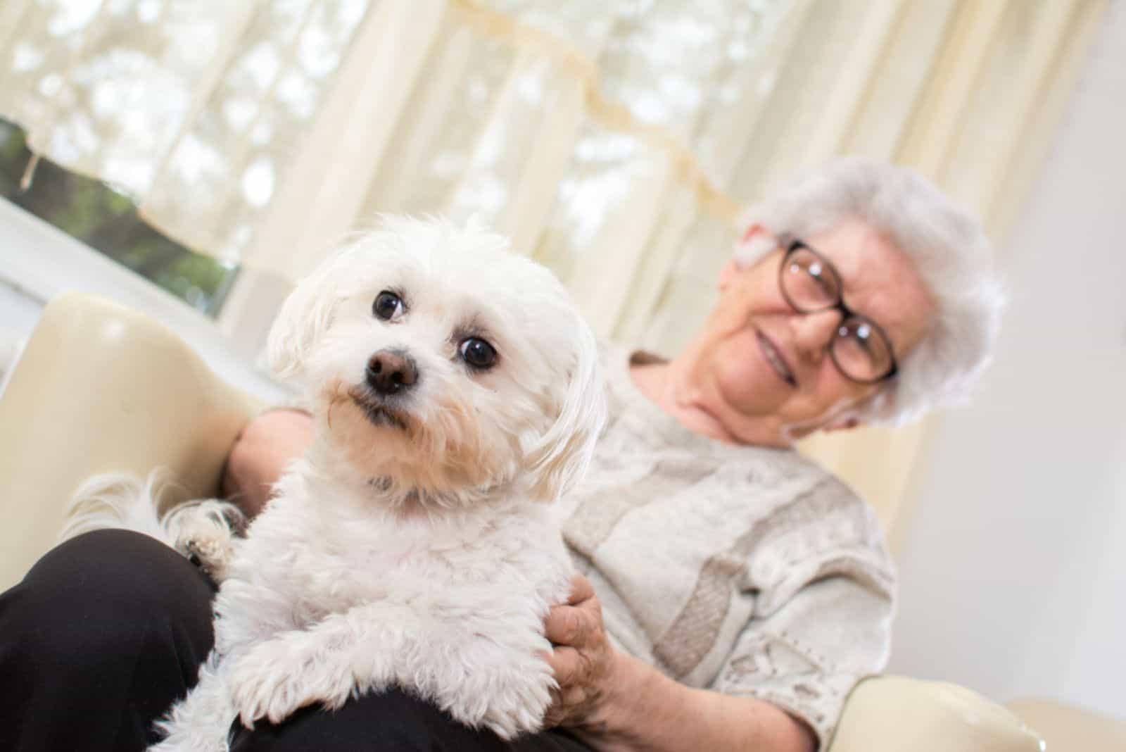 senior woman holding maltese dog in her lap