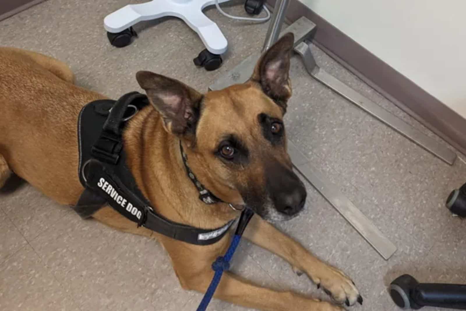 service dog lying on the floor