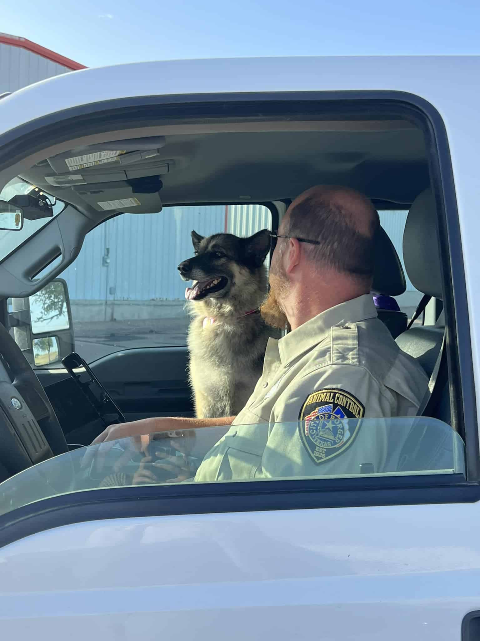 sheba in a car with the police officer that found her