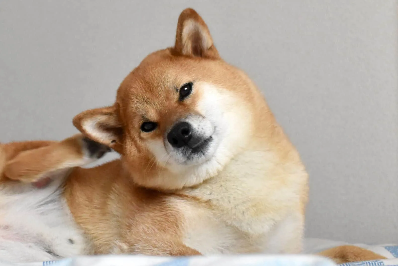 shiba inu scratch his ears while lying