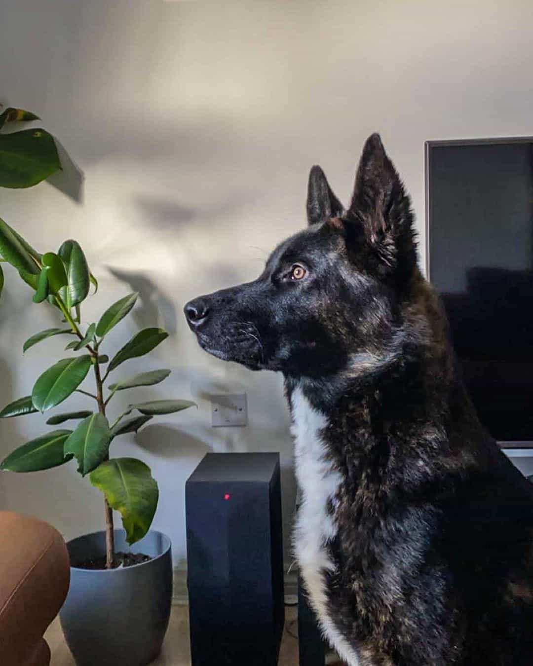 side portrait of shepkita, a german shepherd and akita mix