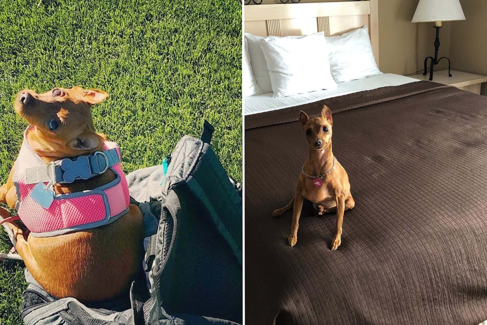 small brown dog before and aftere weight loss