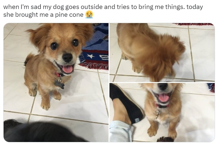 small dog brings a pine cone to the owner