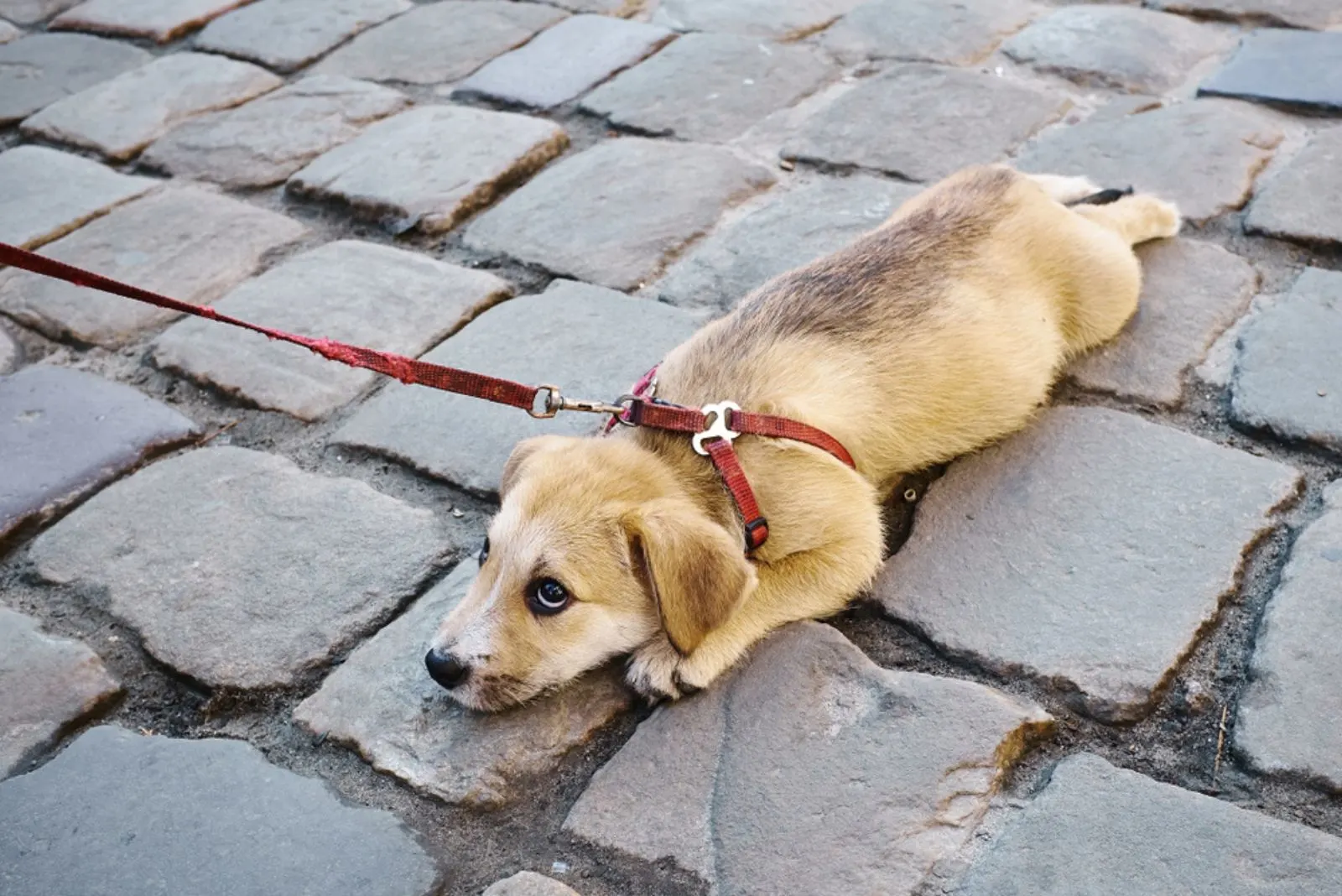  small sad dog on a leash  lies on the paving stones