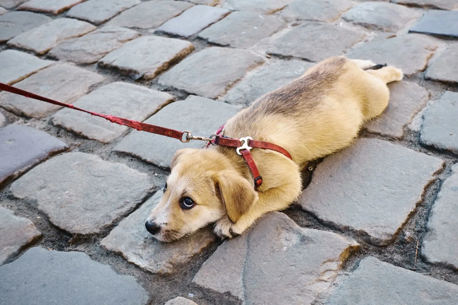 small sad dog on a leash lies on the paving stones