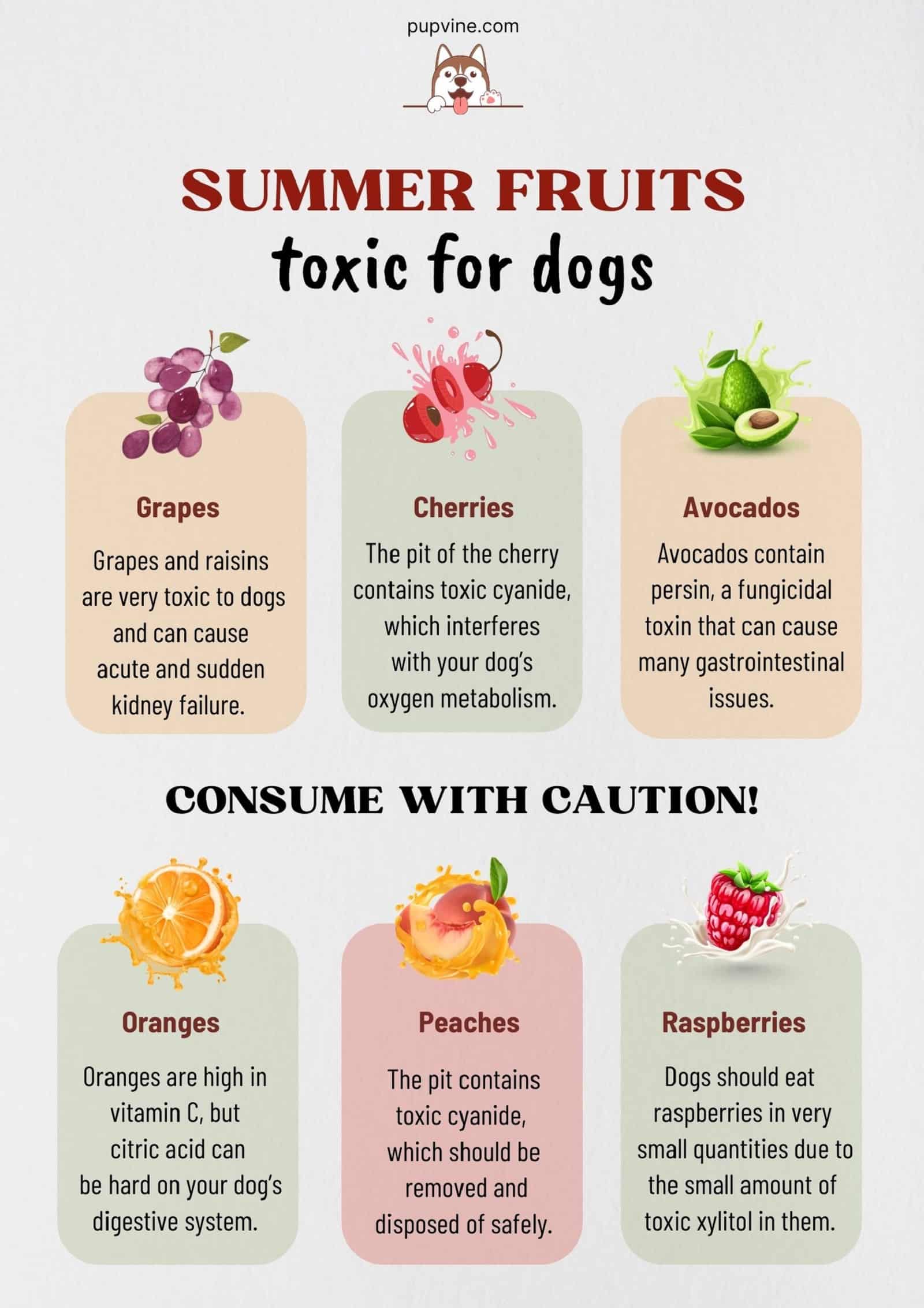 summer fruits toxic for dogs