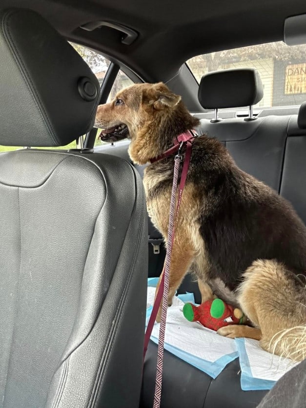 the dog is sitting in the car with his stuffed toy
