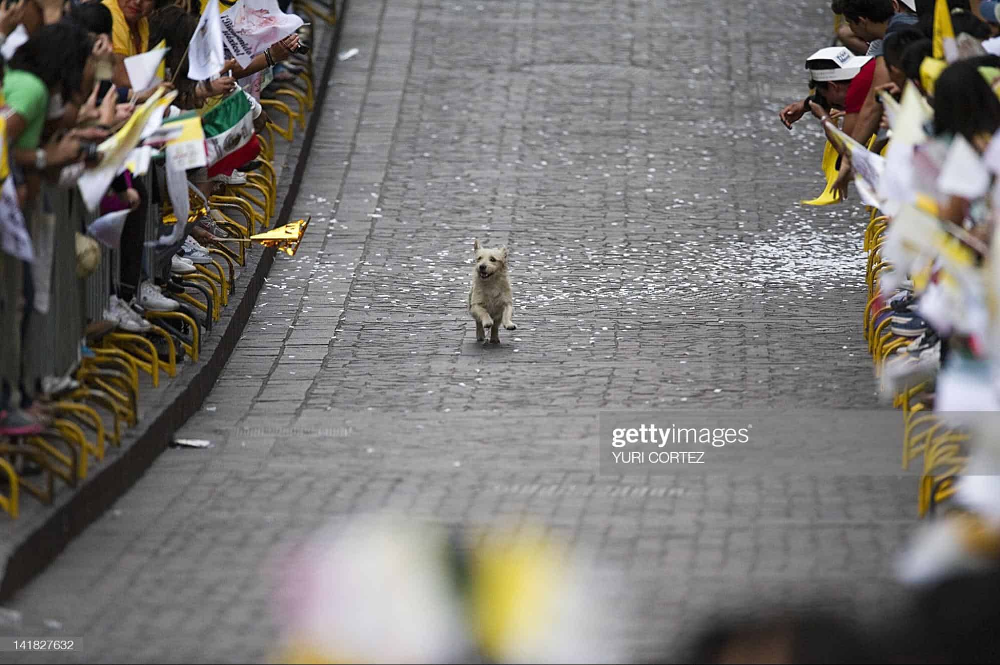 the dog runs down the street thinking it's his parade