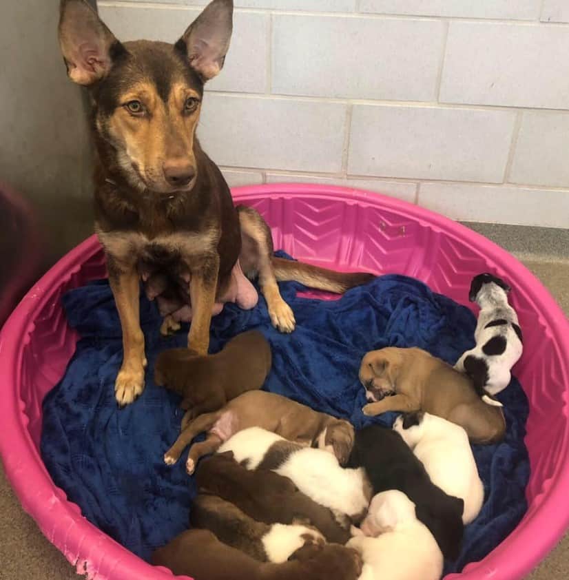 the dog sits and looks after her puppies