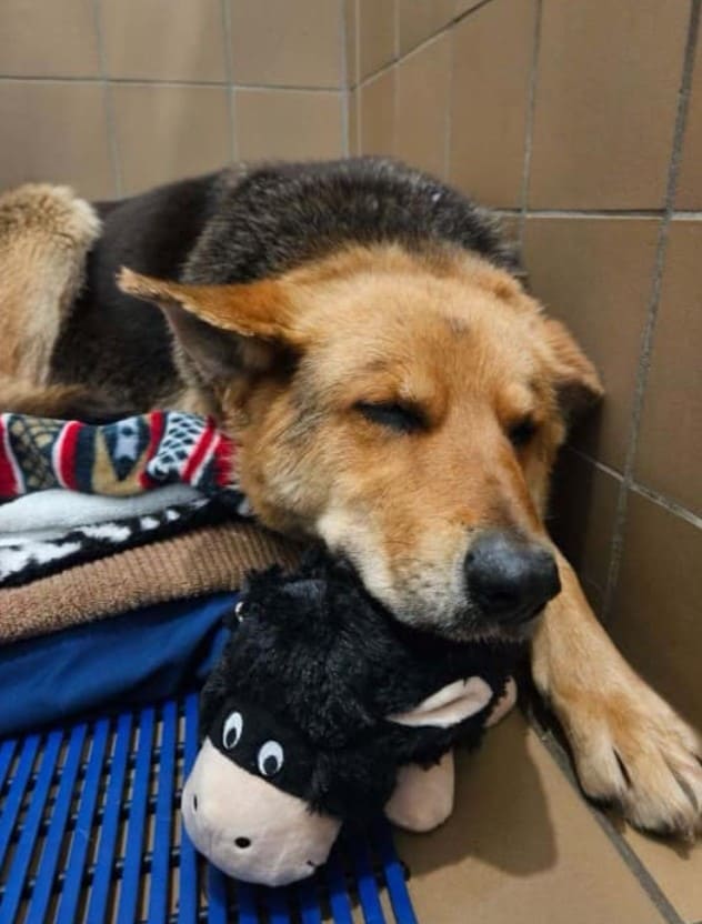 the dog sleeps with his stuffed toy