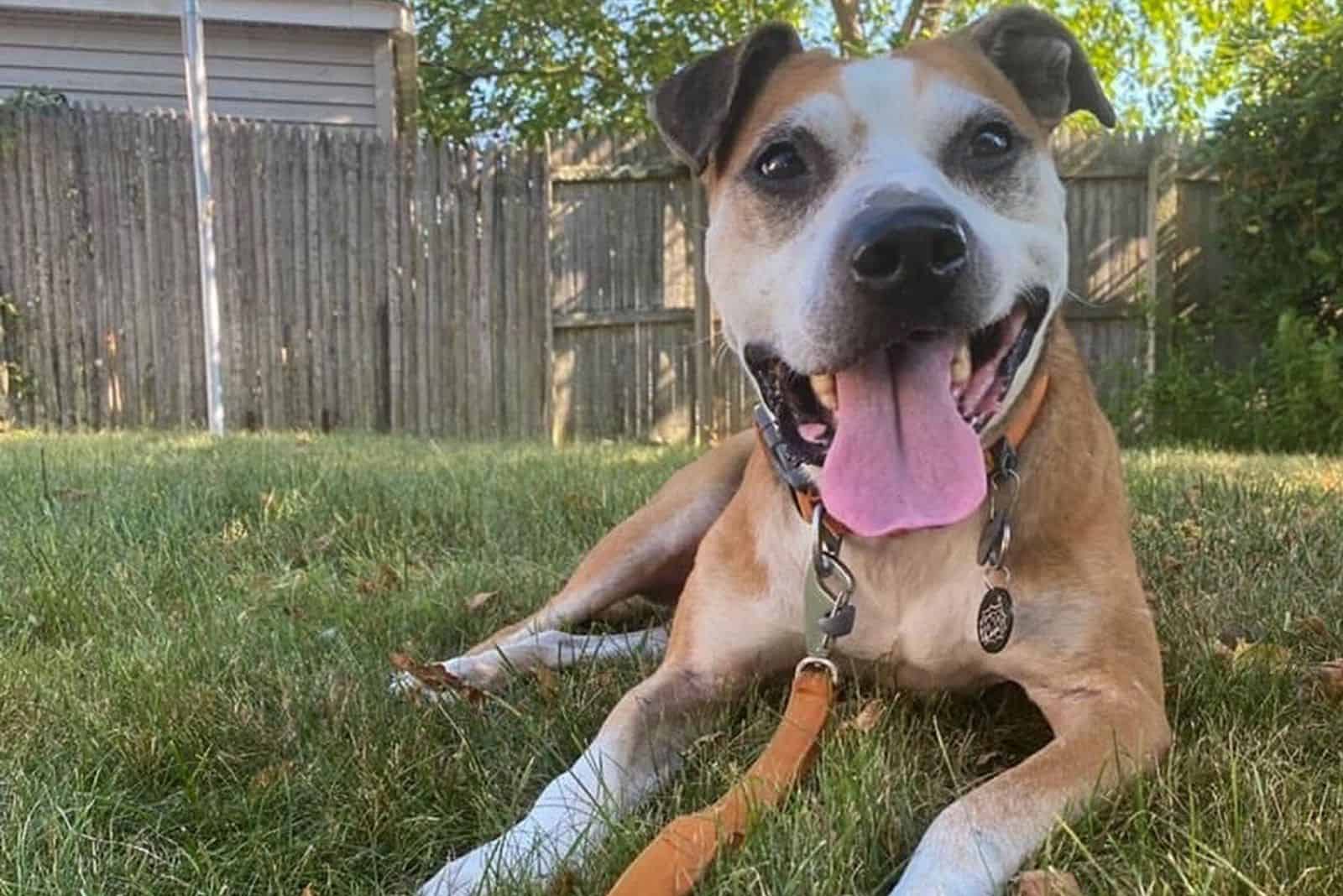 the rescued dog is lying in the garden with its tongue out