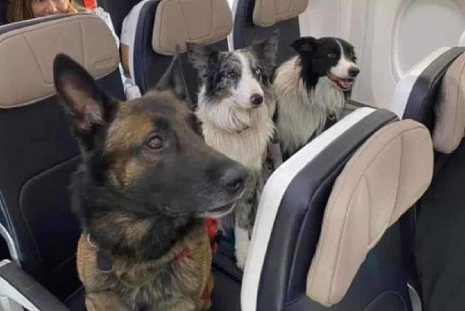 three dogs sitting in the plane