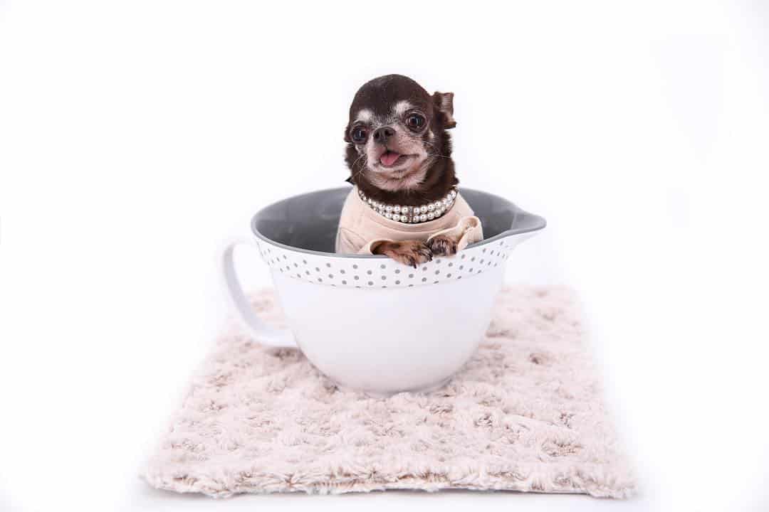 tiny chihuahua in a cup