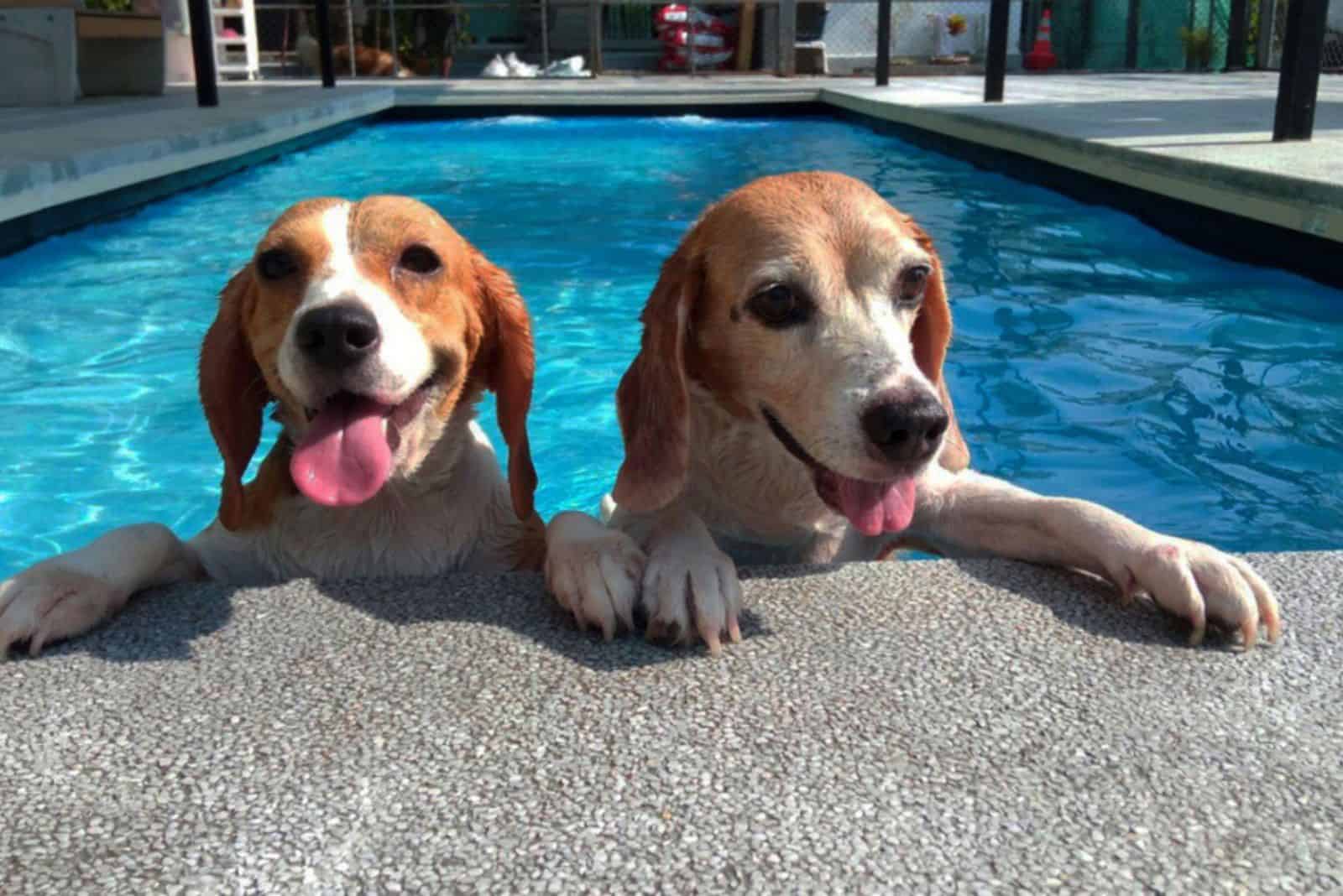 two beagle dogs swimming in a pool
