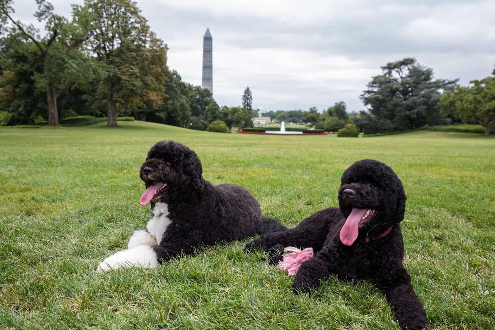 two cute dogs are lying in the grass