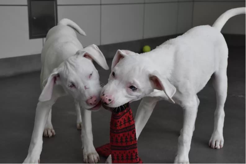 two dogs playing