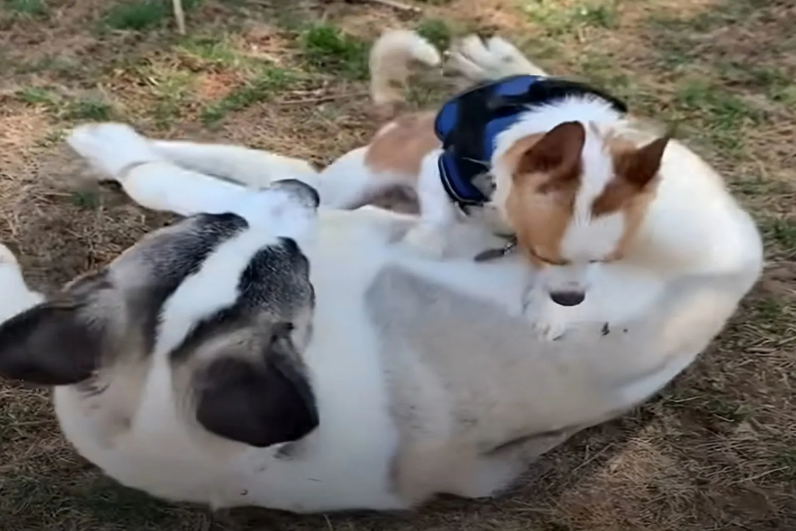 dos perros jugando en el parque