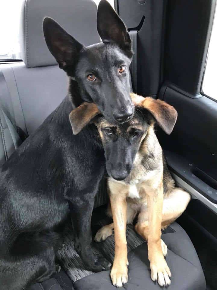 two dogs sitting in a car