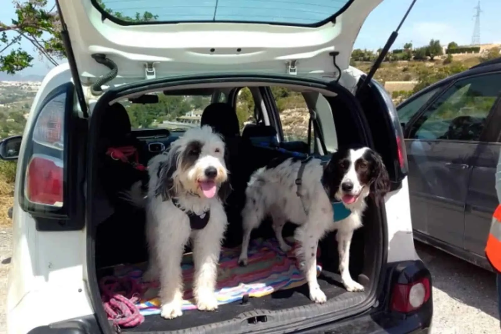 two dogs standing in car trunk