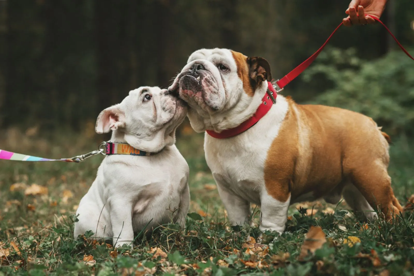 two english bulldogs sniffing each other in the park