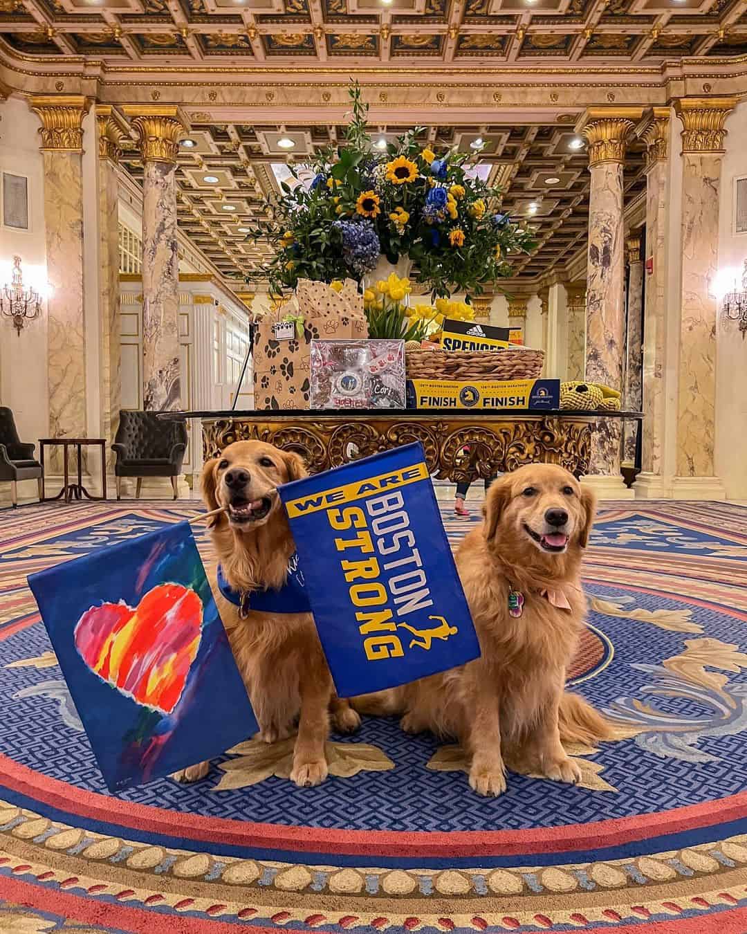 two golden retrievers are sitting with a flag in their mouths