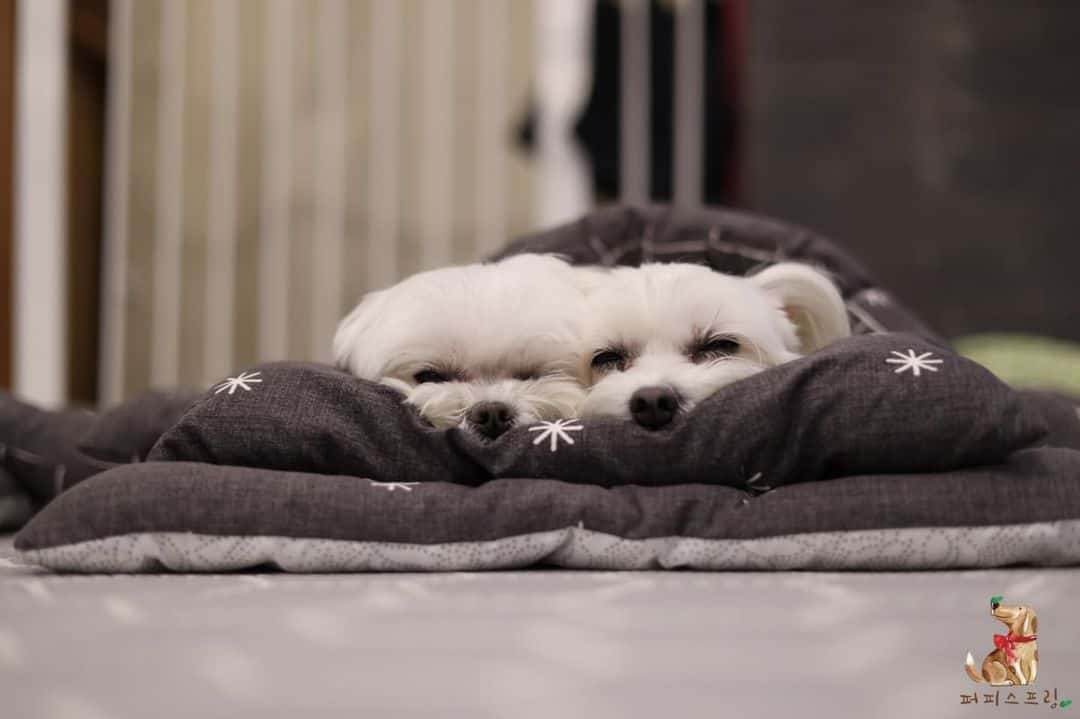 two puppies sleeping at daycare