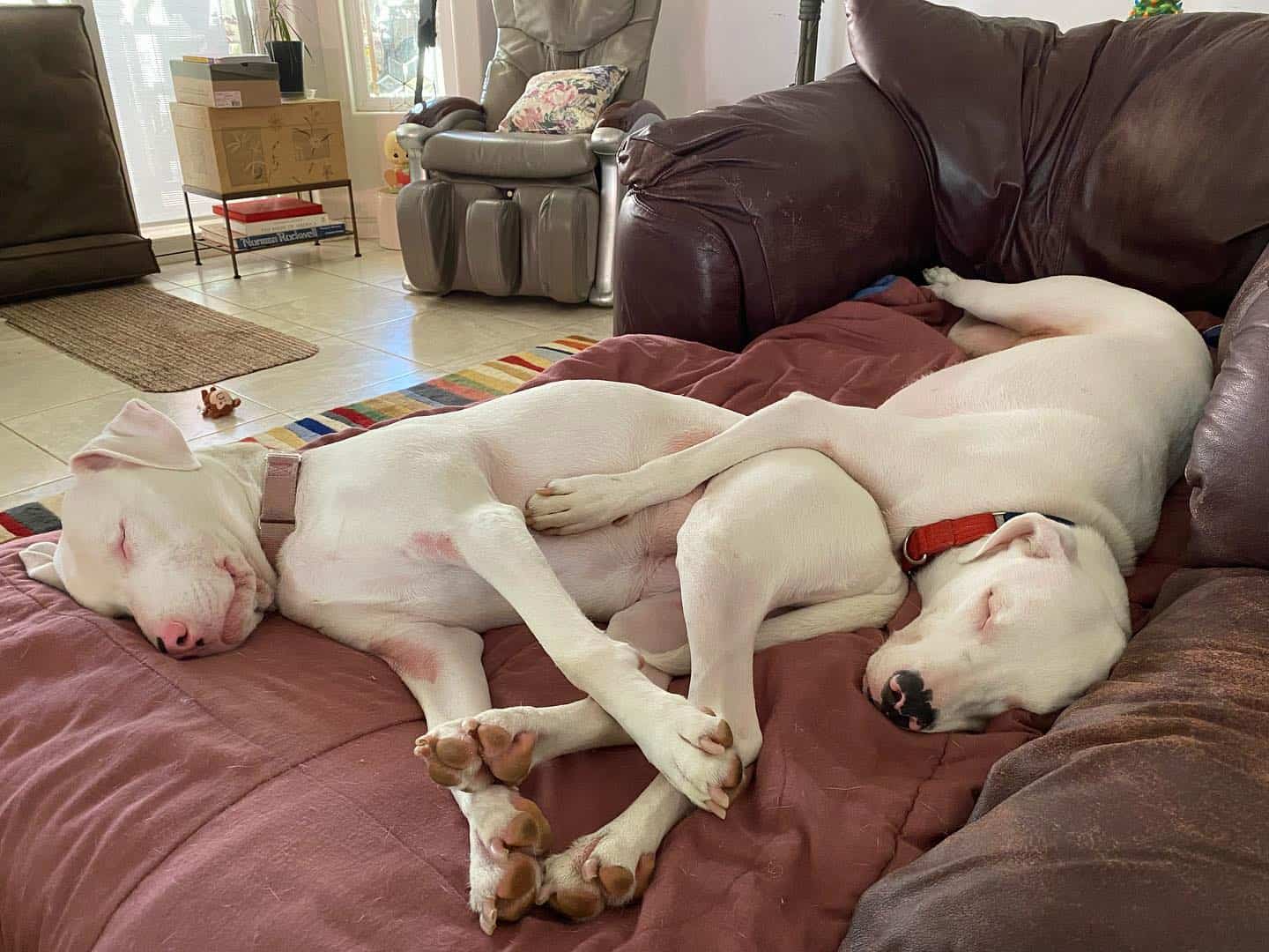 two white dogs sleeping on the couch