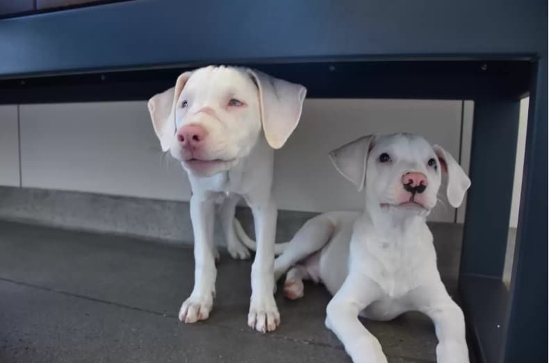 two white dogs under the bench