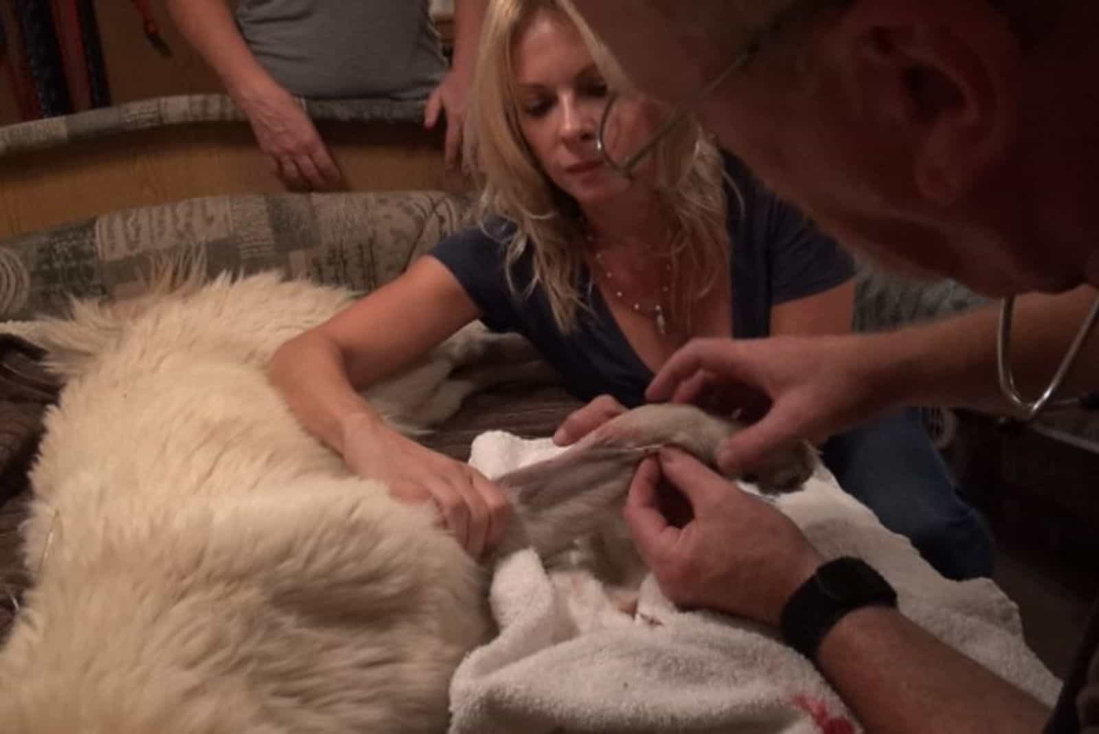 vet treating white german shepherd dog rescued from desert