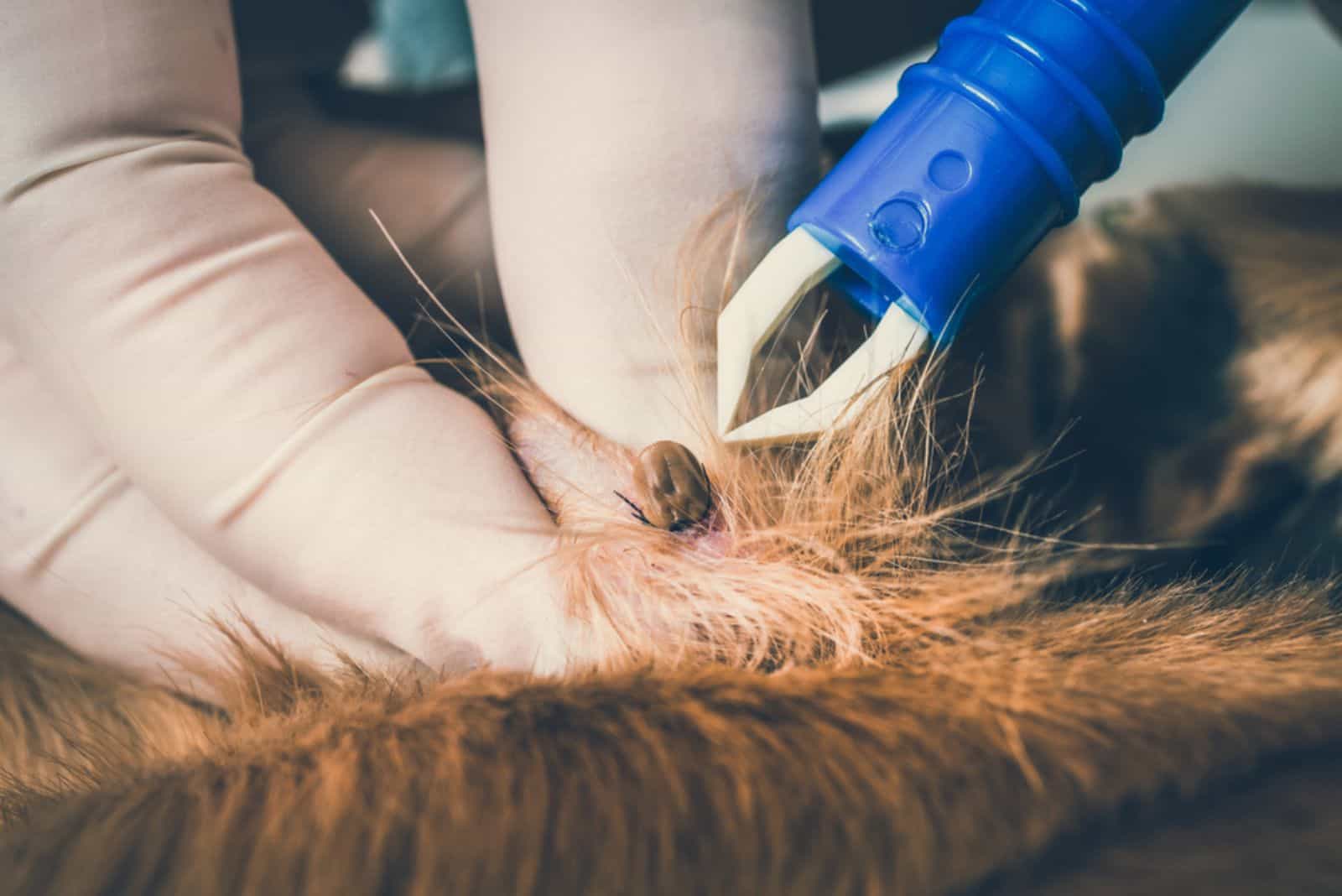 veterinarian doctor removing a tick from a dog