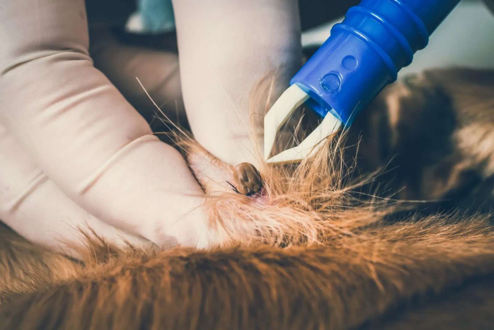 veterinarian doctor removing a tick from a dog